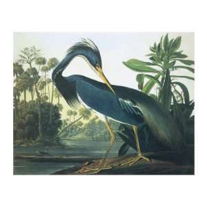  Louisiana Heron Premium Giclee Poster Print by John James 
