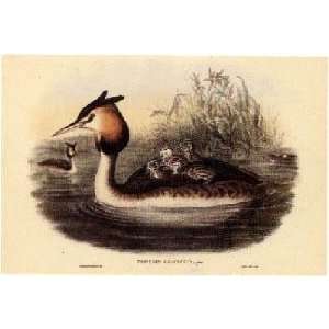 Great Crested Grebe Gould Birds By John Gould Highest Quality Art 