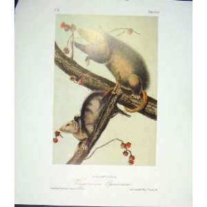  Opossum Quadruped Audubon Color Old Print Antique Art 
