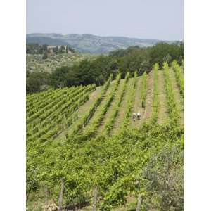 Typical Tuscan View around the Area of Lamole, Near Greve, Chianti 