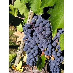  Chianti Grapes Ready for Crush, Greve, Tuscany, Italy 