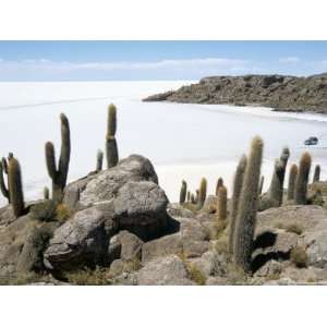 Cacti on Isla De Los Pescadores, and Salt Flats, Salar De Uyuni 