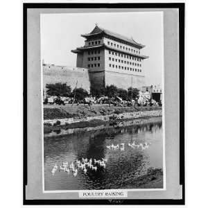 Poultry raising,ducks in canal outside walls of Beijing,China,carts 