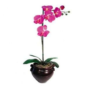  Nu Dell Artificial Plants PLANT,PE ORCHID, 6IN,MY (Pack 