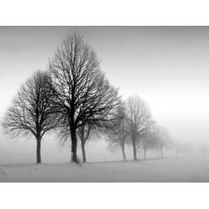  Winter Trees III   Ilona Wellman 24x18 CANVAS