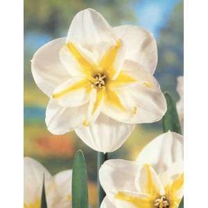    Lemon Beauty Butterfly Daffodil   5 bulbs Patio, Lawn & Garden