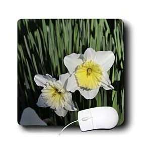   Daffodils   Yellow and White Daffodils   Mouse Pads Electronics
