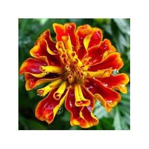  Fiesta Ole Marigold Flower Seed Pack CLEARANCE Patio 
