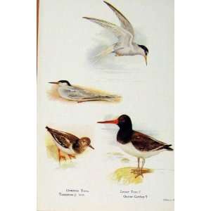   British Birds By W Foster Common Tern Turnstone Oyster
