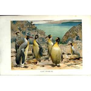  GIANT PENGUINS BIRDS NATURAL HISTORY 1895 COLOUR PRINT 