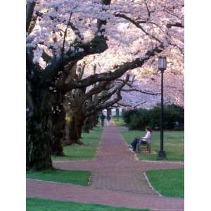  Cherry Blooms at the University of Washington, Seattle, Washington 