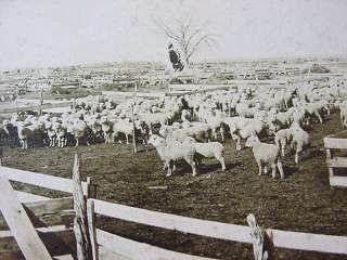   WESTERN PHOTOGRAPH Las Animas Colorado SHEEP Stockyard Cowboy  