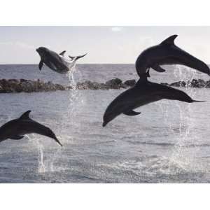 Leaping Dolphins at Curacao Dolphin Academy, Bapor Kibra Stretched 