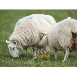 Domestic Mule Ewes, Two Ewes Eating Umbilical Cord, Scotland Stretched 