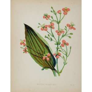  1902 Botanical Print Water Plantain Alisma Plantago 