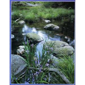   1000 Piece Puzzle Spring Iris, Harriman State Park, NY Toys & Games