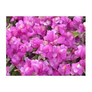   Montego Violet Wholesale Live Flower Plants Patio, Lawn & Garden