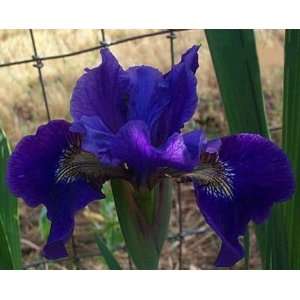   Ruffled Velvet Siberian Iris Bulbs  AGM WINNER Patio, Lawn & Garden