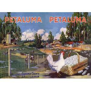 PETALUMA CHICKEN EGGS FARM SONOMA COUNTY CALIFORNIA VINTAGE POSTER 