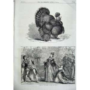    Crested Turkey Birmingham Poultry Show 1870 Theatre