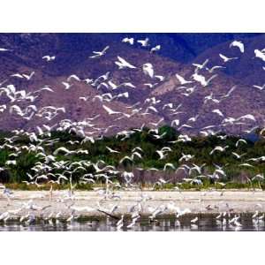  Nesting Egrets at Lago Enriquillo, Dominican Republic 