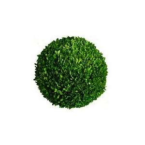  Boxwood Ball   6 Inch Preserved