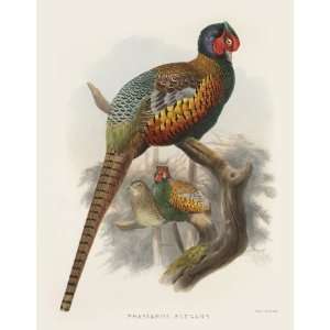 Daniel Giraud Elliots Pheasants (Phasianidae) 2 008 Phasianus Elegans 