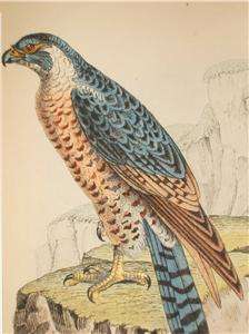 Antique Bird Prints Engravings Falcon Buzzard   Tyas  