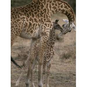  Female Masai Giraffe Nuzzles Her Newborn Calf Stretched 