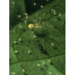  A Mother Spider and Her Spiderlings National Geographic 