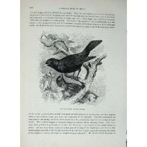   CassellS Birds C1870 Blackbird Turdus Merula Nature