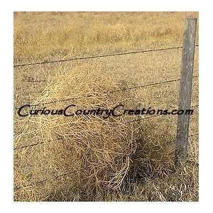  Tumbleweed Seeds