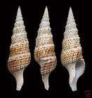 Sea shells Turricula nelliae spurius 28mm TUR 39, Sea shells Gemmula 
