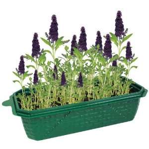  DuneCraft Butterfly Bush Sprout and Grow Greenhouse Toys & Games