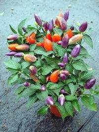 Ornamental Garda Tricolor Pepper 5 seeds  