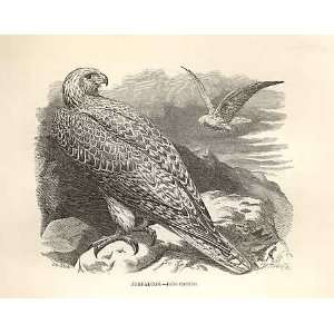  Jer Falcon 1862 WoodS Natural History Bird Engraving 