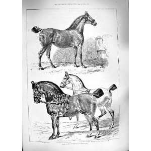   1888 HACKNEY HORSE SHOW PRIMROSE REALITY TIP TOP SHOT