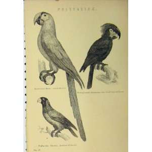   C1890 Birds Scarlet Maccaw Grey Small Tongued Parrot