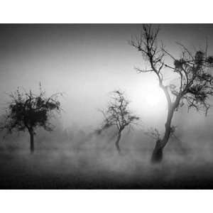  Trees in the fog II by Tom Weber 36x28