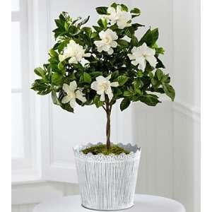 The FTD Blooming Tranquility Gardenia Plant By Better Homes And 