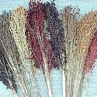 corn, BROOM CORN, mixed colors, 70 seeds GroCo  