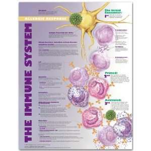 The Human Immune System Chart  Industrial & Scientific