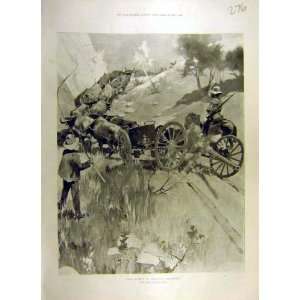  1900 Boer Ox Wagon Artillery Africa War Old Print
