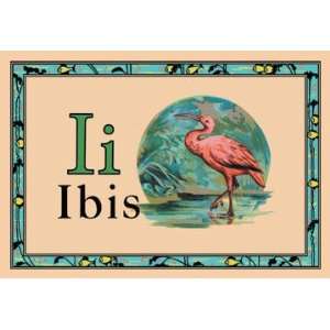 Ibis 12x18 Giclee on canvas 