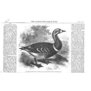  Red Breast Goose Regents Park Zoo 1858