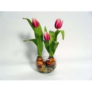  Tulip with Bulb and Decorative Rocks in Bubble Bowl