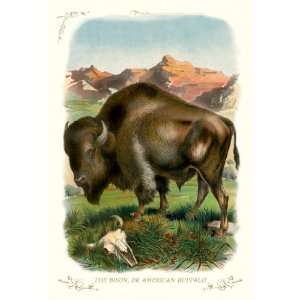  Bison, or American Buffalo 12X18 Art Paper with Black 