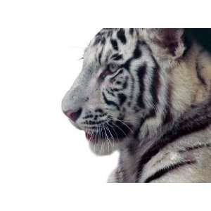  Isolated White Tiger   Peel and Stick Wall Decal by 