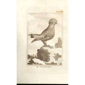  The Rock Manakin 1812 Buffon Birds Plate 107