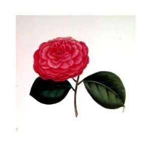  Camellia Goubernativa    Print